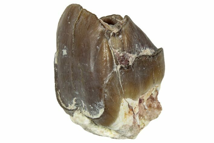 Fossil Running Rhino (Hyracodon) Tooth - South Dakota #300416